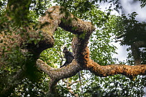 Gray-cheeked Mangabey (Lophocebus albigena) in tree, Salonga National Park, Democratic Republic of the Congo