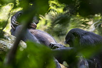 Bonobo (Pan paniscus) pair engaging in oral sex, Kokolopori Bonobo Reserve, Democratic Republic of the Congo