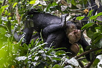 Bonobo (Pan paniscus) females engaging in genital rubbing, Kokolopori Bonobo Reserve, Democratic Republic of the Congo