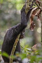 Bonobo (Pan paniscus) calling in tree, Kokolopori Bonobo Reserve, Democratic Republic of the Congo