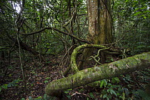 Rainforest, Kokolopori Bonobo Reserve, Democratic Republic of the Congo
