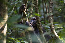 Bonobo (Pan paniscus) climbing, Kokolopori Bonobo Reserve, Democratic Republic of the Congo