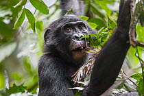 Bonobo (Pan paniscus) sub-adult feeding on leaves, Kokolopori Bonobo Reserve, Democratic Republic of the Congo