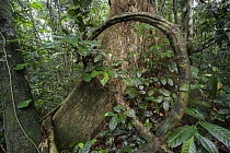 Rainforest, Kokolopori Bonobo Reserve, Democratic Republic of the Congo