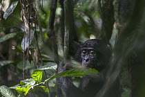 Bonobo (Pan paniscus), Kokolopori Bonobo Reserve, Democratic Republic of the Congo