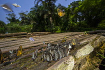 Butterflies on bridge, Kokolopori Bonobo Reserve, Democratic Republic of the Congo