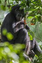 Bonobo (Pan paniscus) sub-adult in tree, Kokolopori Bonobo Reserve, Democratic Republic of the Congo