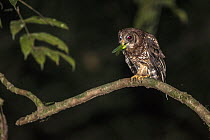 Owl (Strigidae) feeding on katydid prey at night, Kokolopori Bonobo Reserve, Democratic Republic of the Congo