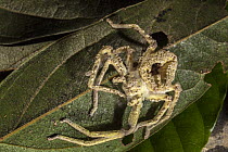Giant Crab Spider (Sparassidae) killed by parasitic fungus, Kokolopori Bonobo Reserve, Democratic Republic of the Congo