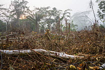 Cleared plot of land in forested area, Kokolopori Bonobo Reserve, Democratic Republic of the Congo