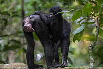 Bonobo (Pan paniscus) mother and young, Kokolopori Bonobo Reserve, Democratic Republic of the Congo