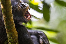 Bonobo (Pan paniscus) yawning, Kokolopori Bonobo Reserve, Democratic Republic of the Congo