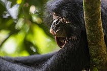 Bonobo (Pan paniscus) yawning, Kokolopori Bonobo Reserve, Democratic Republic of the Congo