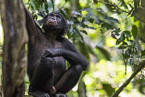 Bonobo (Pan paniscus) sub-adult male, Kokolopori Bonobo Reserve, Democratic Republic of the Congo