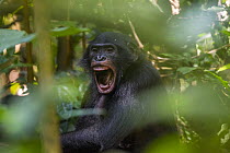 Bonobo (Pan paniscus) in threat display, Kokolopori Bonobo Reserve, Democratic Republic of the Congo