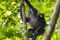 Bonobo (Pan paniscus) mother climbing with young, Kokolopori Bonobo Reserve, Democratic Republic of the Congo