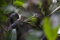 Bonobo (Pan paniscus) mother with young feeding, Kokolopori Bonobo Reserve, Democratic Republic of the Congo