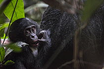 Bonobo (Pan paniscus) young, Kokolopori Bonobo Reserve, Democratic Republic of the Congo