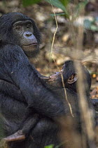 Bonobo (Pan paniscus) mother nursing young, Kokolopori Bonobo Reserve, Democratic Republic of the Congo
