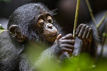 Bonobo (Pan paniscus) young, Kokolopori Bonobo Reserve, Democratic Republic of the Congo