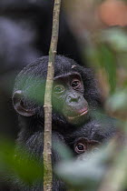Bonobo (Pan paniscus) young hugging, Kokolopori Bonobo Reserve, Democratic Republic of the Congo
