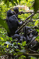 Bonobo (Pan paniscus) group, Kokolopori Bonobo Reserve, Democratic Republic of the Congo