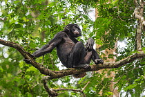 Bonobo (Pan paniscus) female in tree, Kokolopori Bonobo Reserve, Democratic Republic of the Congo