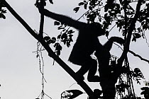 Bonobo (Pan paniscus) climbing in tree, Kokolopori Bonobo Reserve, Democratic Republic of the Congo