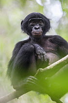 Bonobo (Pan paniscus) sub-adult, Kokolopori Bonobo Reserve, Democratic Republic of the Congo