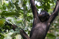 Bonobo (Pan paniscus) climbing, Kokolopori Bonobo Reserve, Democratic Republic of the Congo
