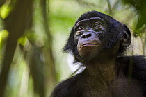 Bonobo (Pan paniscus), Kokolopori Bonobo Reserve, Democratic Republic of the Congo