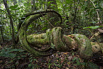 Liana in rainforest, Kokolopori Bonobo Reserve, Democratic Republic of the Congo