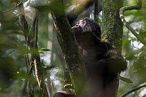 Bonobo (Pan paniscus) in tree, Kokolopori Bonobo Reserve, Democratic Republic of the Congo