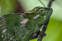 Chameleon (Chamaeleonidae), Kokolopori Bonobo Reserve, Democratic Republic of the Congo