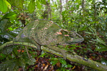 Chameleon (Chamaeleonidae) in rainforest, Kokolopori Bonobo Reserve, Democratic Republic of the Congo