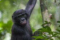Bonobo (Pan paniscus) in tree, Kokolopori Bonobo Reserve, Democratic Republic of the Congo
