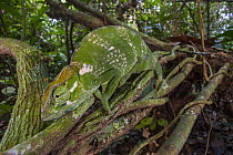 Chameleon (Chamaeleonidae) on liana, Kokolopori Bonobo Reserve, Democratic Republic of the Congo