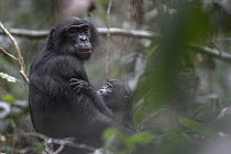 Bonobo (Pan paniscus) mother and young, Kokolopori Bonobo Reserve, Democratic Republic of the Congo