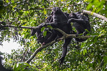 Bonobo (Pan paniscus) group in tree, Kokolopori Bonobo Reserve, Democratic Republic of the Congo