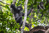 Bonobo (Pan paniscus) mother and young in tree, Kokolopori Bonobo Reserve, Democratic Republic of the Congo