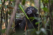 Bonobo (Pan paniscus) feeding, Kokolopori Bonobo Reserve, Democratic Republic of the Congo