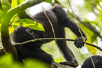 Bonobo (Pan paniscus) young playing, Kokolopori Bonobo Reserve, Democratic Republic of the Congo