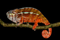Panther Chameleon (Chamaeleo pardalis), Madagascar