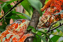 Panther Chameleon (Chamaeleo pardalis) males fighting, Madagascar