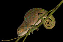 O'shaughnessy's Chameleon (Calumma oshaughnessyi) female sleeping at night, Ranomafana National Park, Madagascar