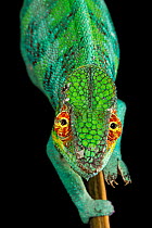 Panther Chameleon (Chamaeleo pardalis) male, blue morph endemic to Ambanja, Madagascar. Very rare in wild due to collecting for pet trade