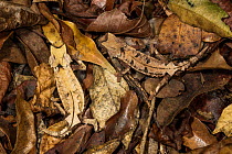 Spiny Leaf Chameleon (Brookesia decaryi) male and female camouflaged in leaf litter, found only in Ankarafantsika National Park, Madagascar