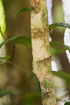 Leaf-tailed Gecko (Uroplatus sikorae) camouflaged on branch so that it seems invisible, Madagascar