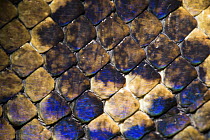 Malagasy Boa (Sanzinia madagascariensis) scales, Madagascar