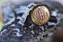 Common Flat-tail Gecko (Uroplatus fimbriatus) eye, Madagascar